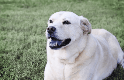 BARKING DOG